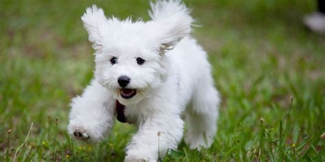 what are some cheap dogs
